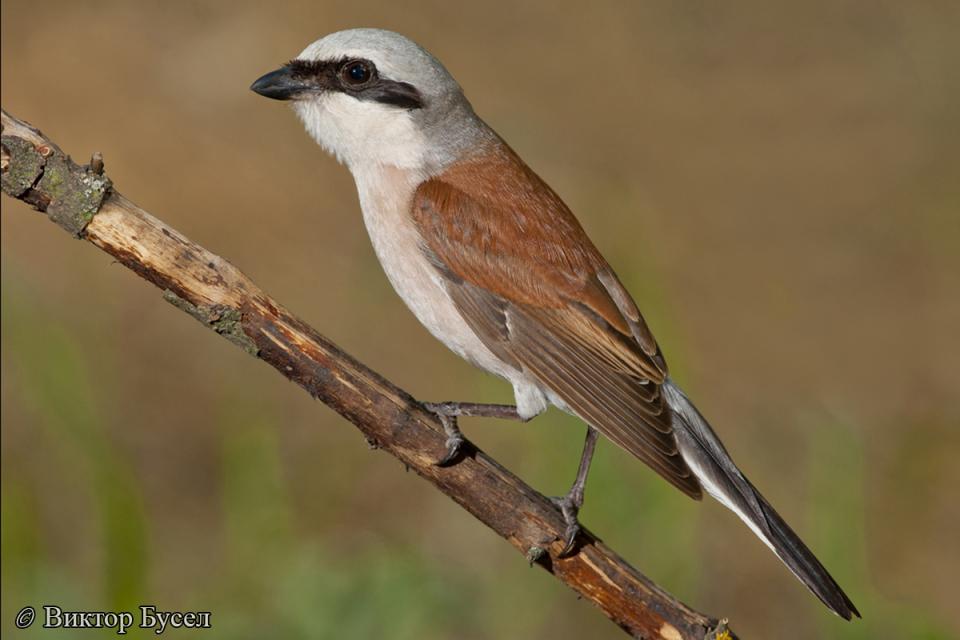 Сорокопуд терновий Lanius collurio
