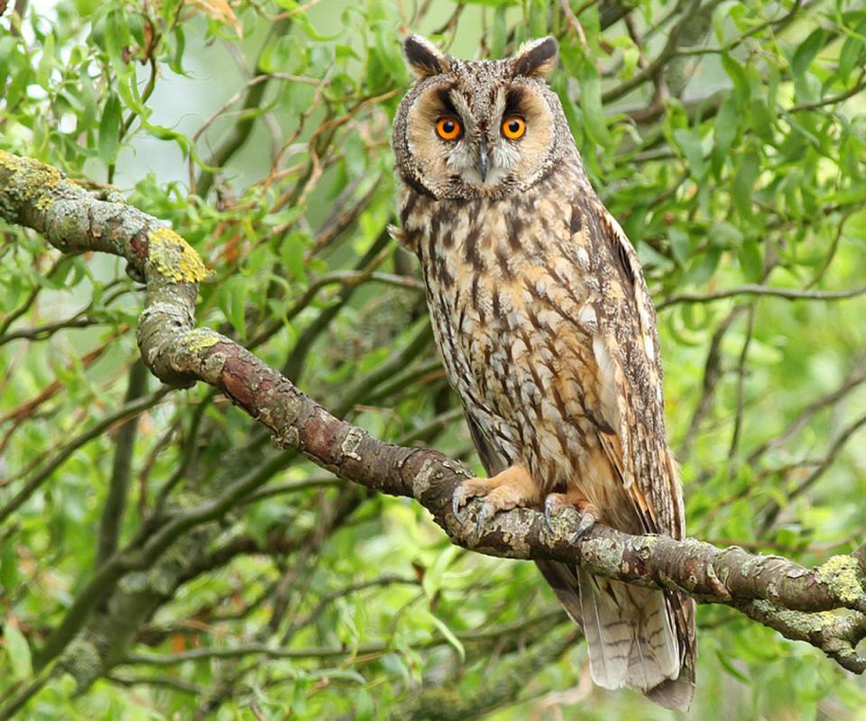 Сова вухата Asio otus