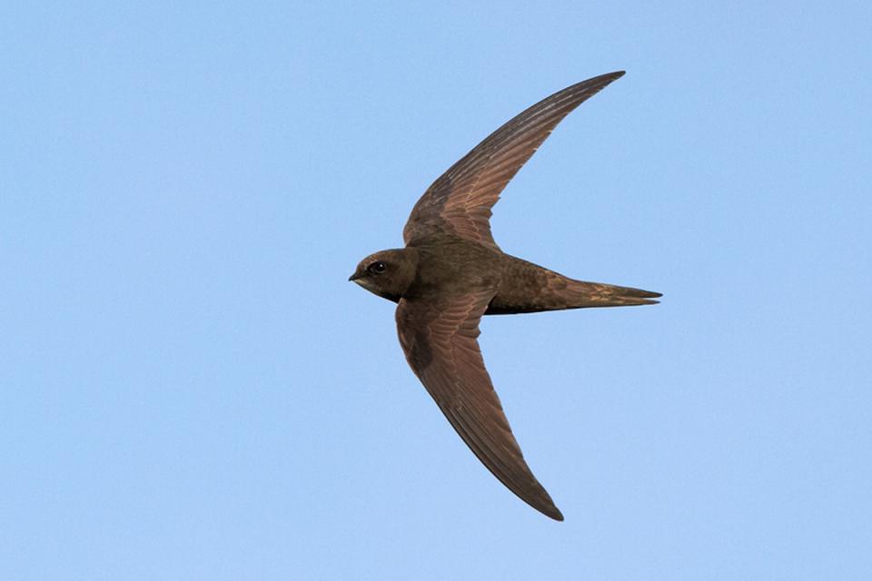 Серпокрилець чорний Apus apus