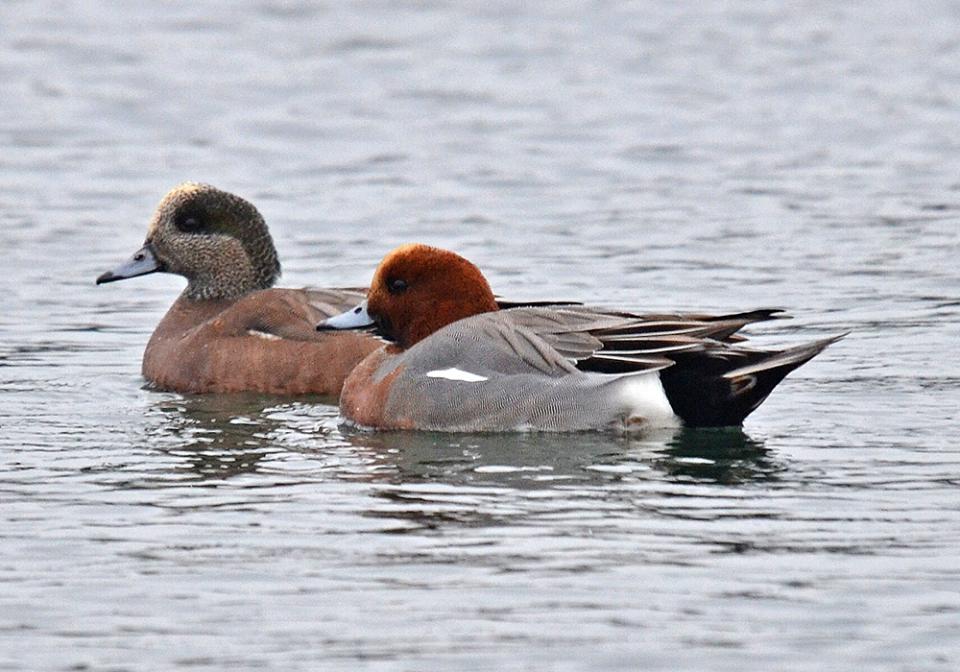 Свищ євразійський Anas penelope