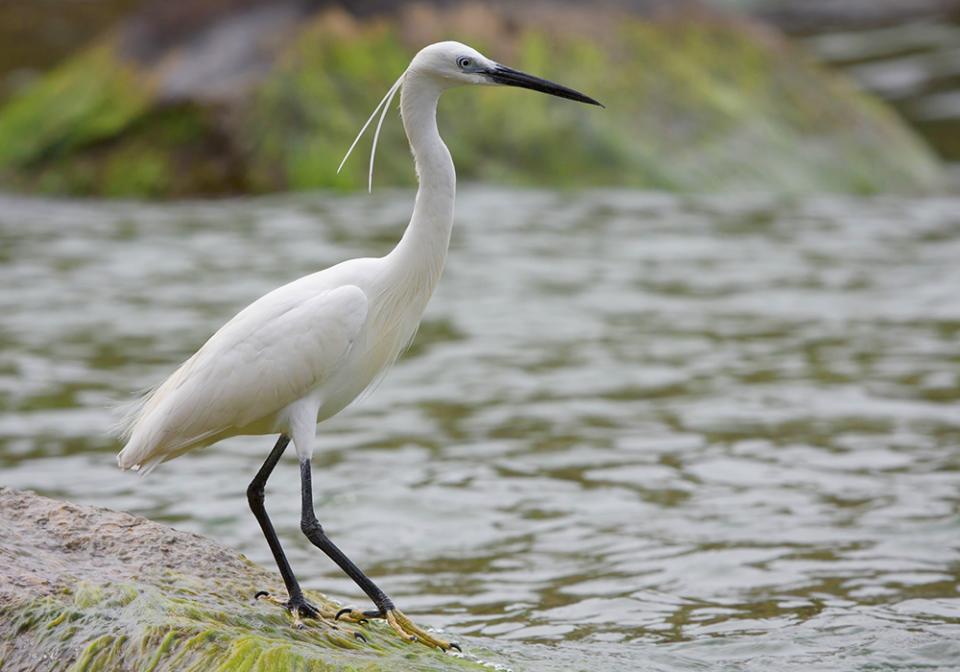 Чепура мала (чапля біла мала) Egretta garzetta