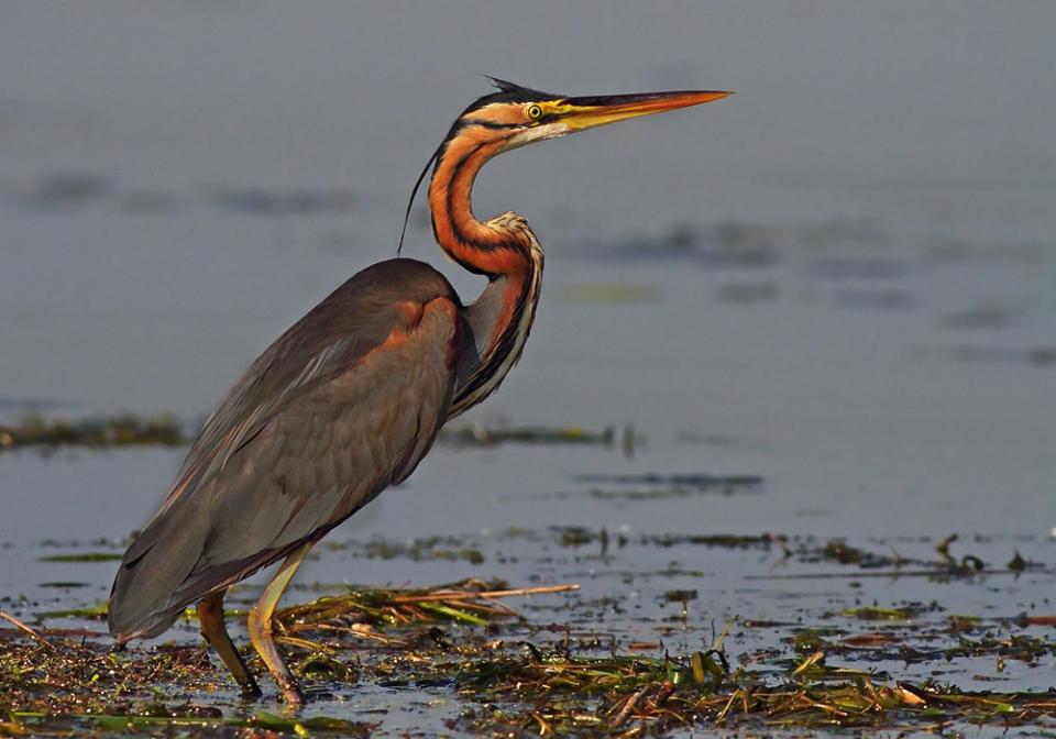 Чапля руда Ardea purpurea