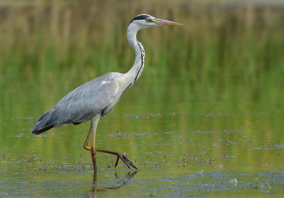 Чапля сіра Ardea cinerea