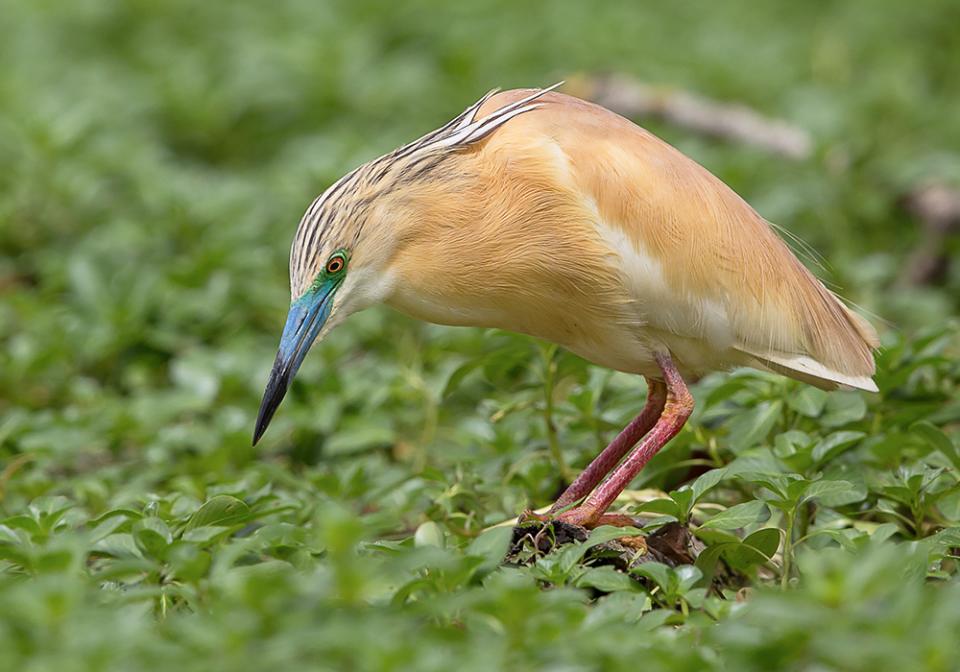 Чапля жовта Ardeola ralloides
