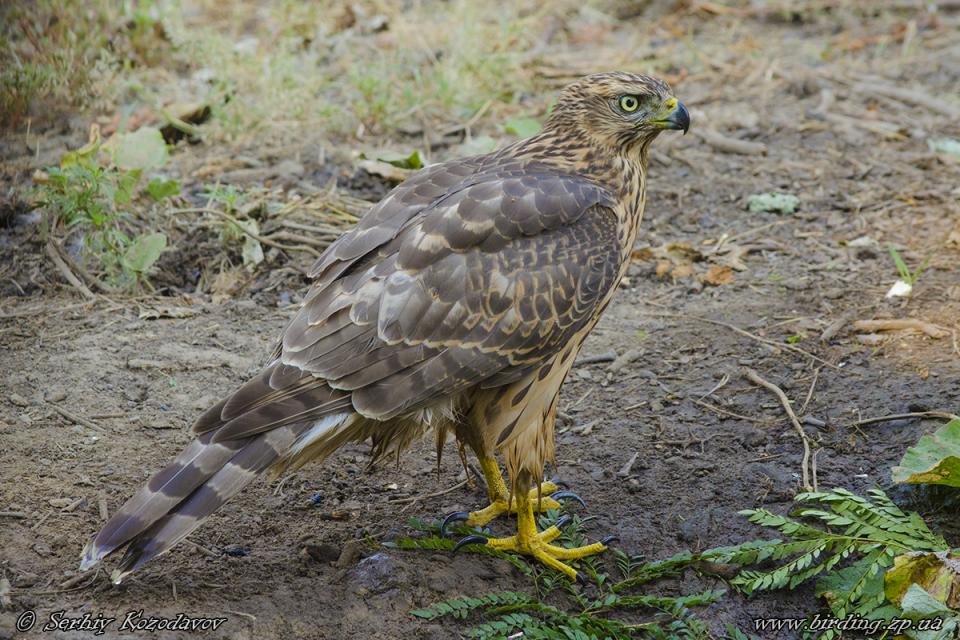 Яструб великий Accipiter gentilis