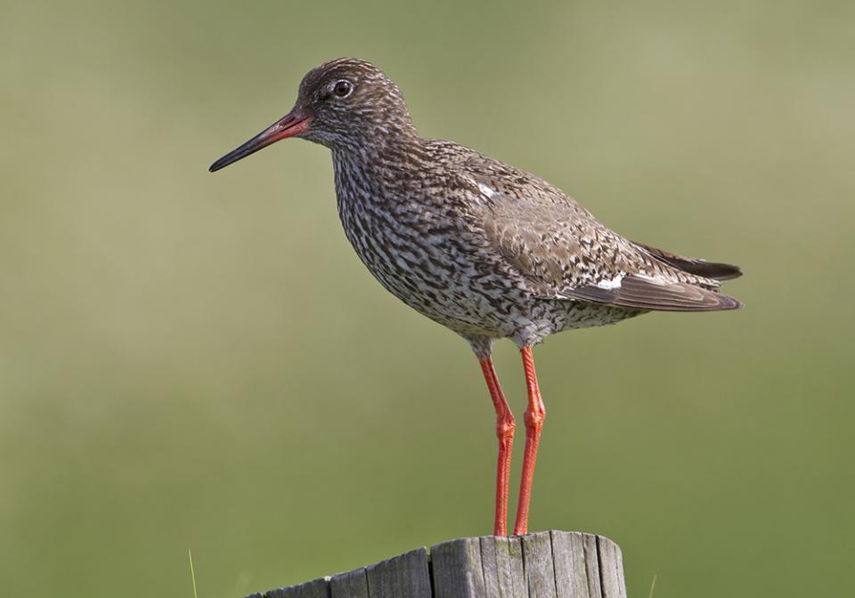 Коловодник звичайний (травник) Tringa totanus