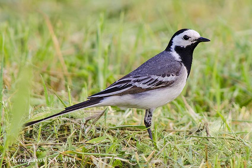 Плиска біла Motacilla alba
