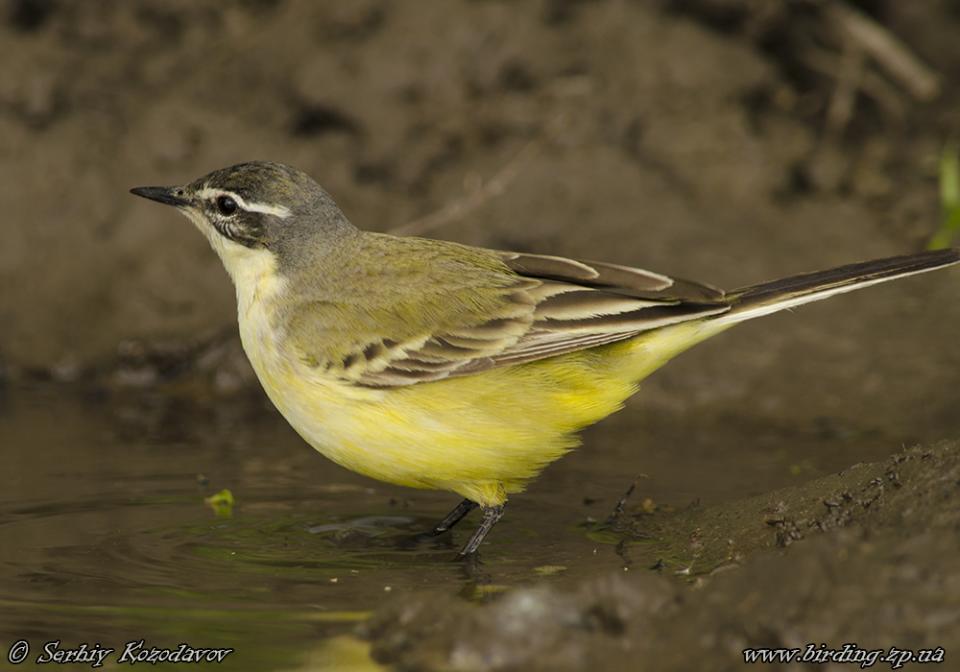 Плиска жовта Motacilla flava