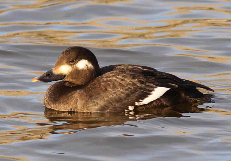 Турпан Melanitta fusca
