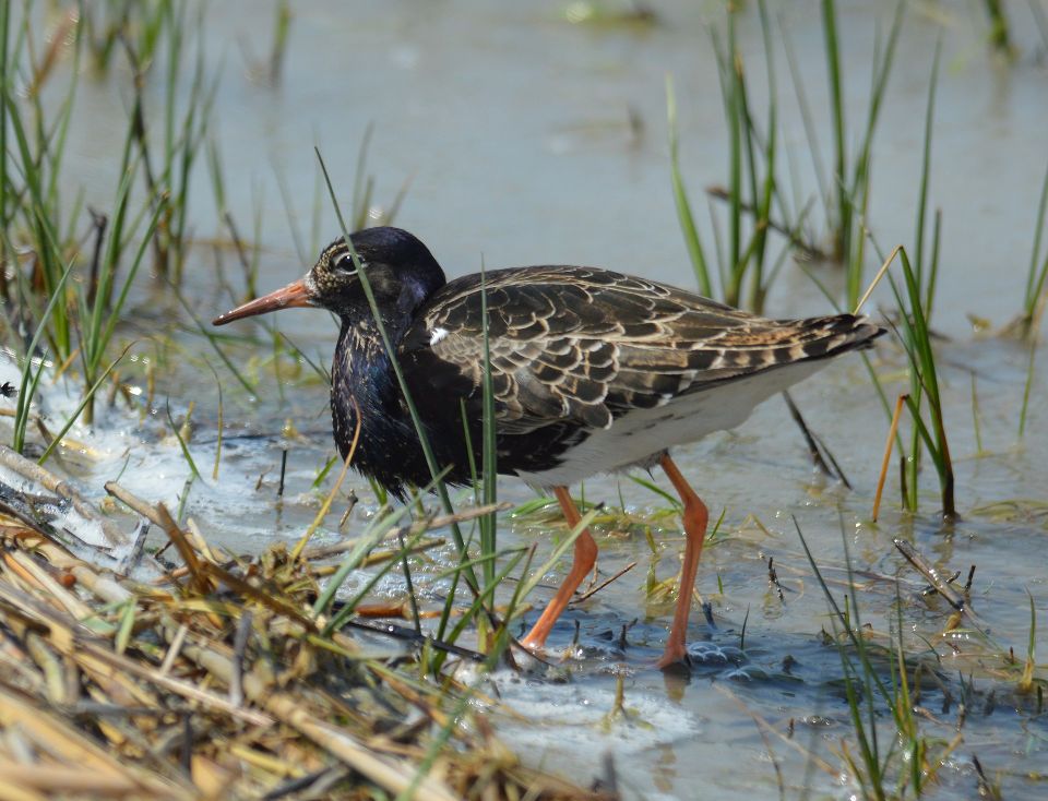 Брижач Philomachus pugnax