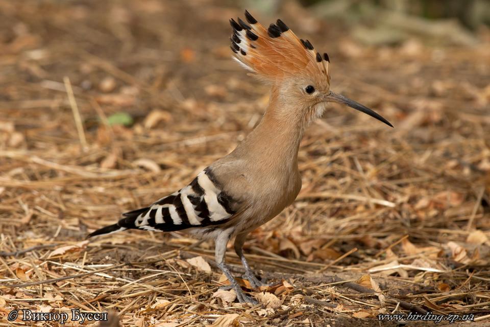 Одуд Upupa epops