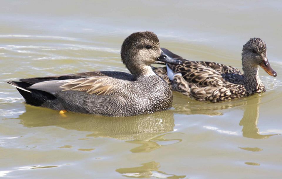Нерозень Anas strepera