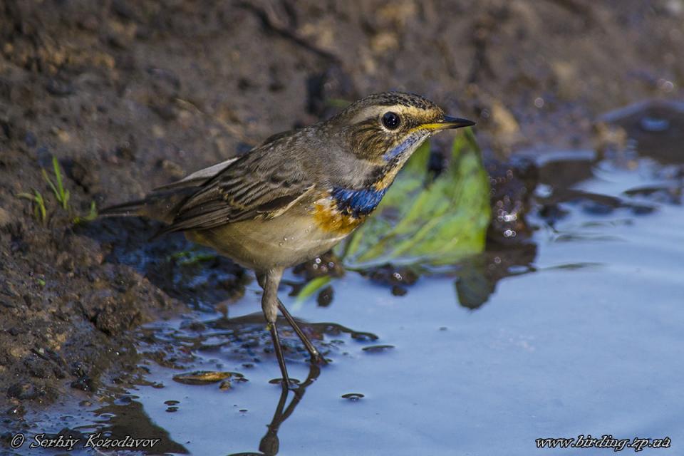 Синьошийка Luscinia svecica