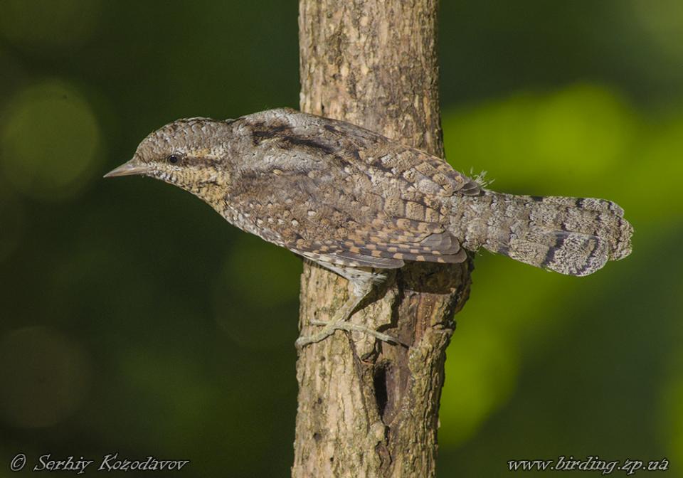 Крутиголовка звичайна Jynx torquilla