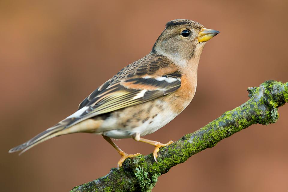 В'юрок Fringilla montifringilla