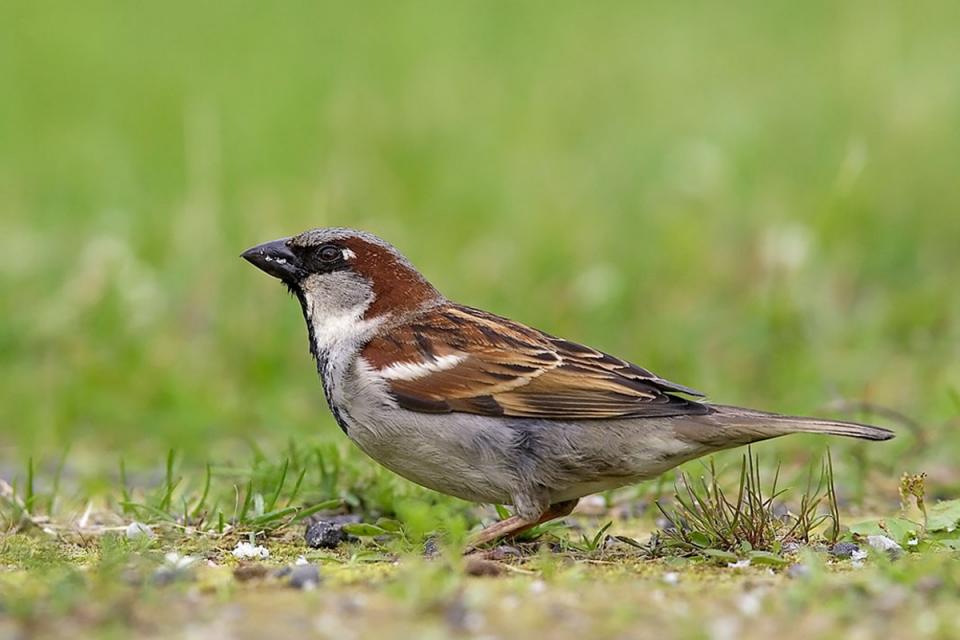 Горобець хатній Passer domesticus