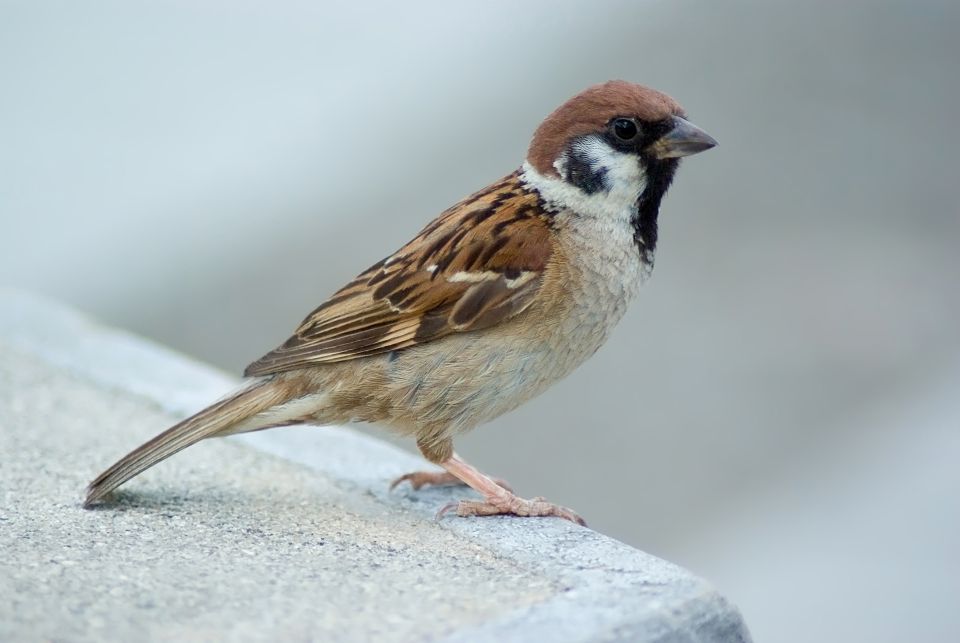 Горобець польовий Passer montanus