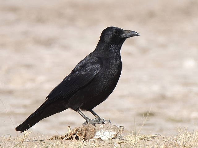 Ворона чорна Corvus corone