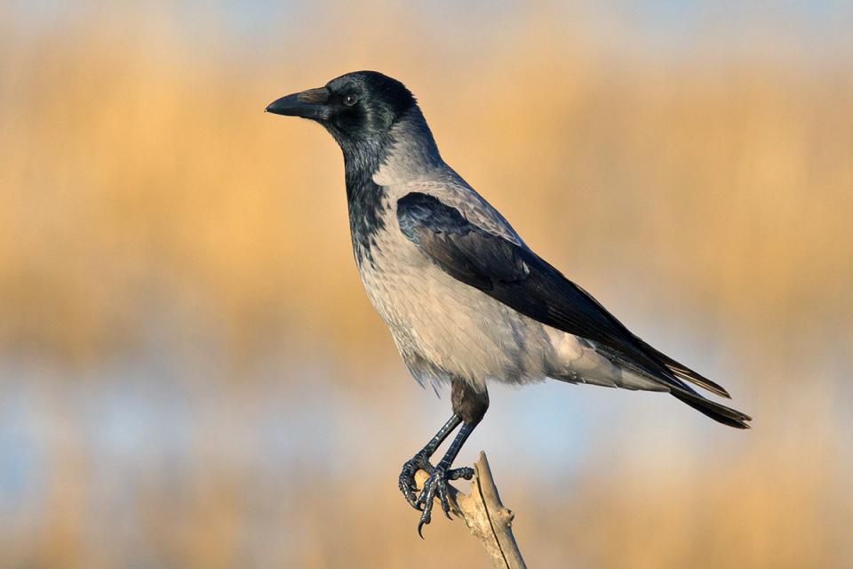 Ворона сіра Corvus cornix