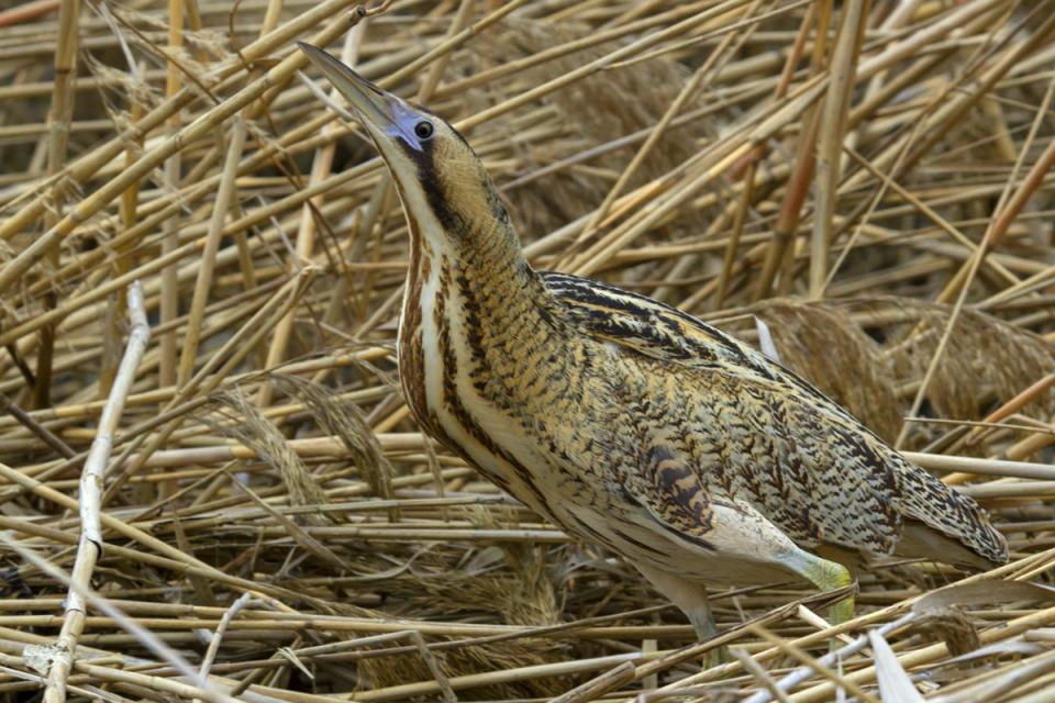 Бугай водяний Botaurus stellaris