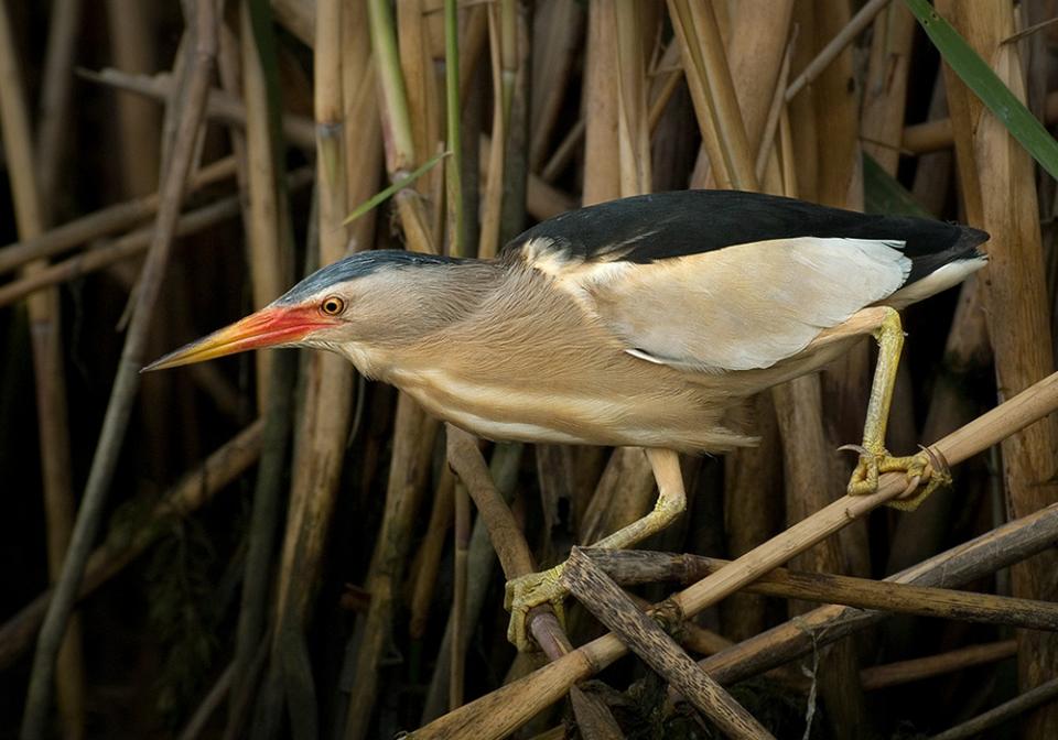 Бугайчик звичайний Ixobrychus minutus