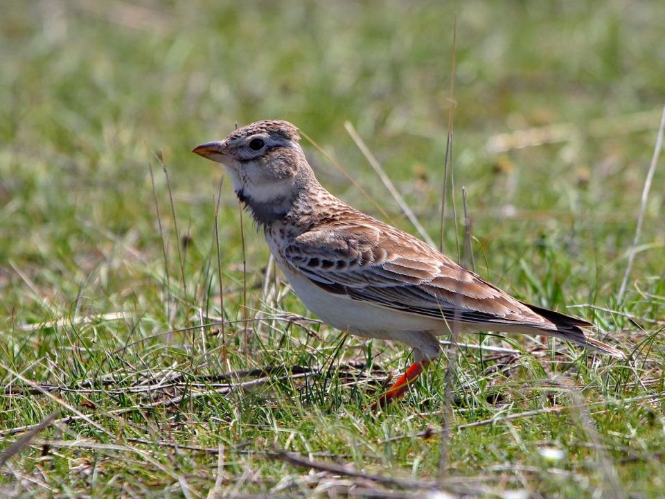 Жайворонок степовий Melanocorypha calandra