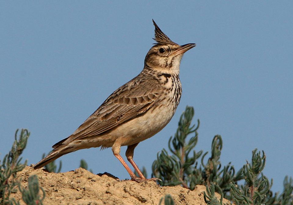 Посмітюха звичайна (чубатий жайворонок) Galerida cristata