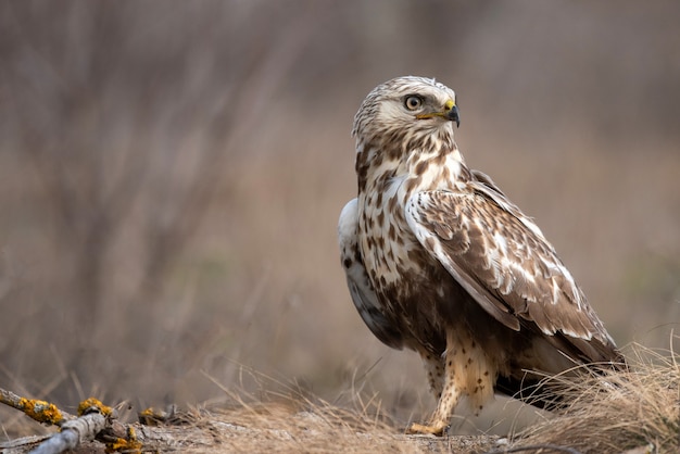 Зимняк Buteo lagopus