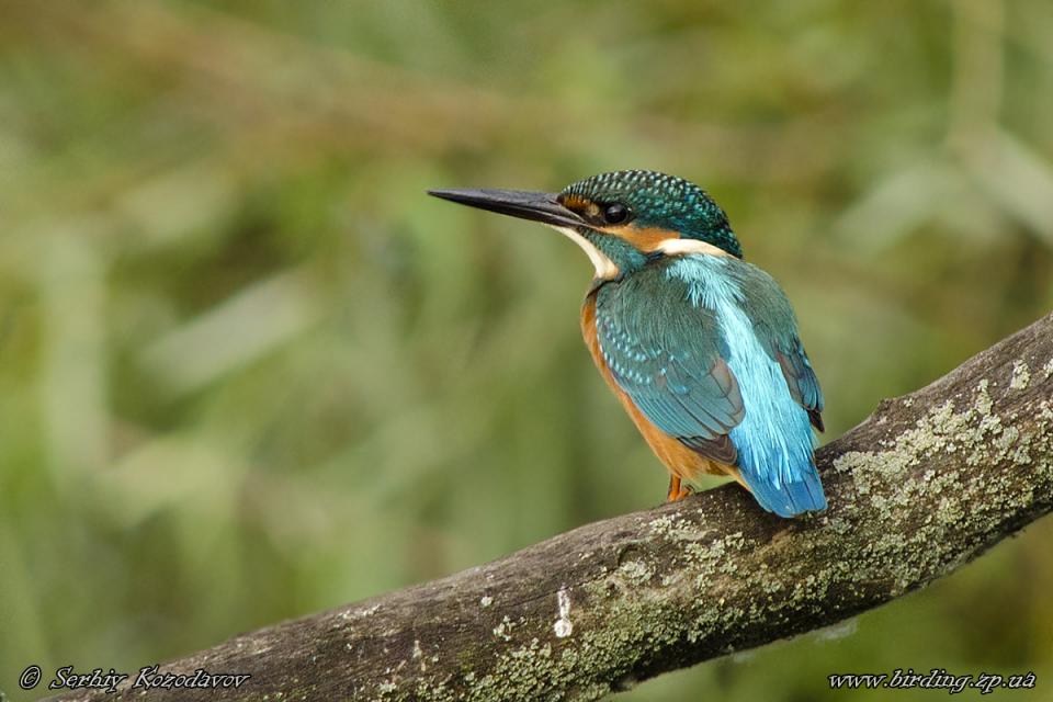 Рибалочка блакитний Alcedo atthis