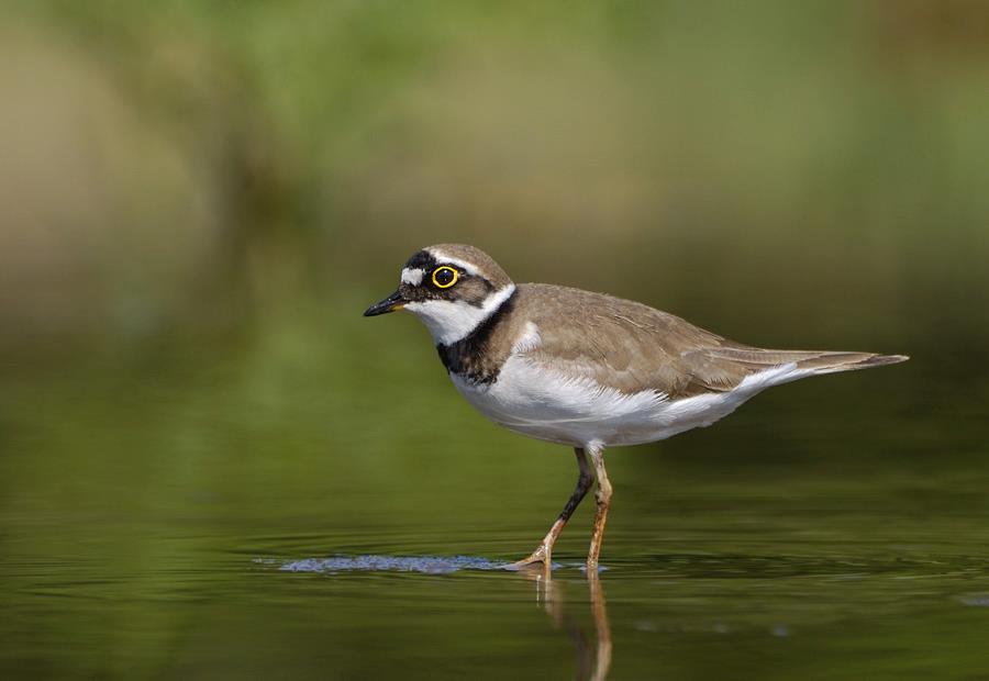 Пісочник малий Charadrius dubius