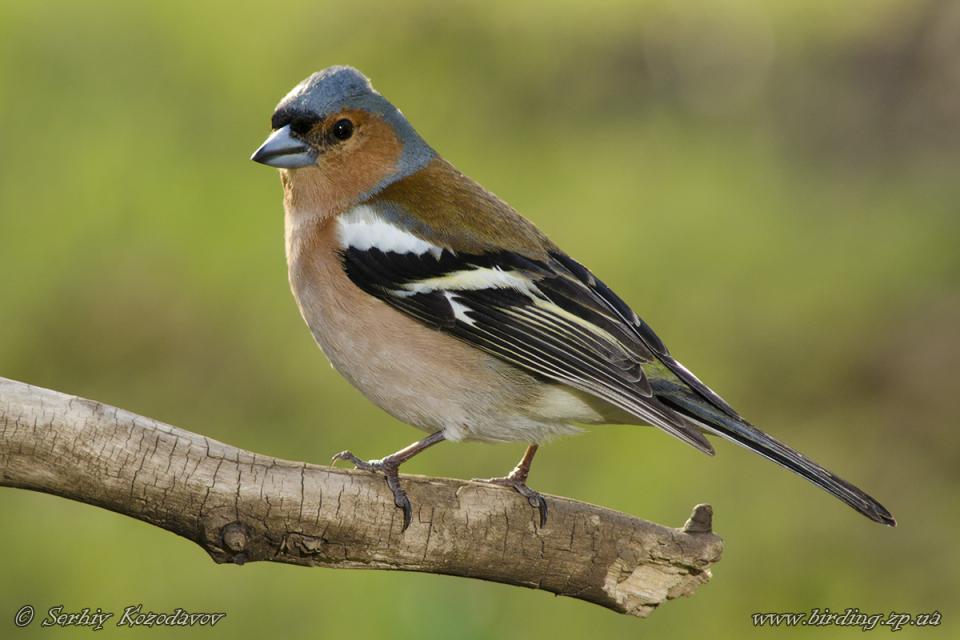 Зяблик Fringilla coelebs